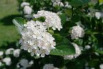 Andreas Weber: Das SCHWINDEN der BLÜTEN, der INSEKTEN und was das mit unserer SEELE macht